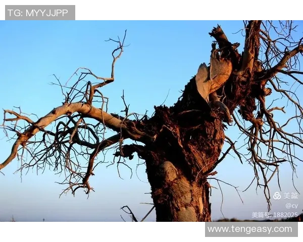 诺伊尔：从守门员到传奇，足球场上的不屈精神与荣耀之路